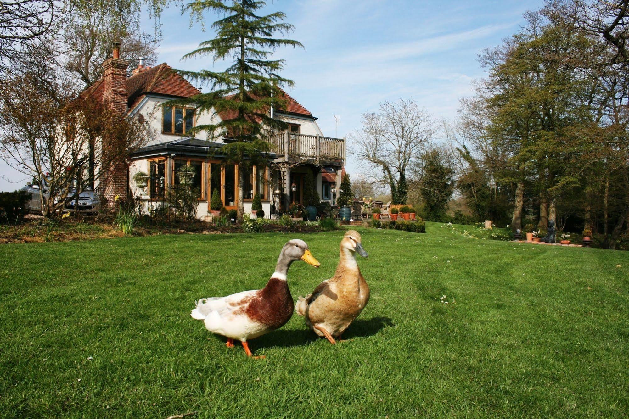 Shoyswell Cottage Hurst Green Kültér fotó